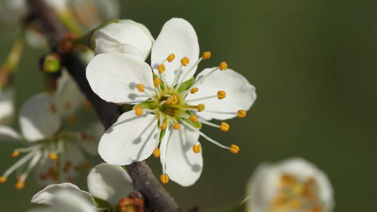 Einzelne Schlehenblüte