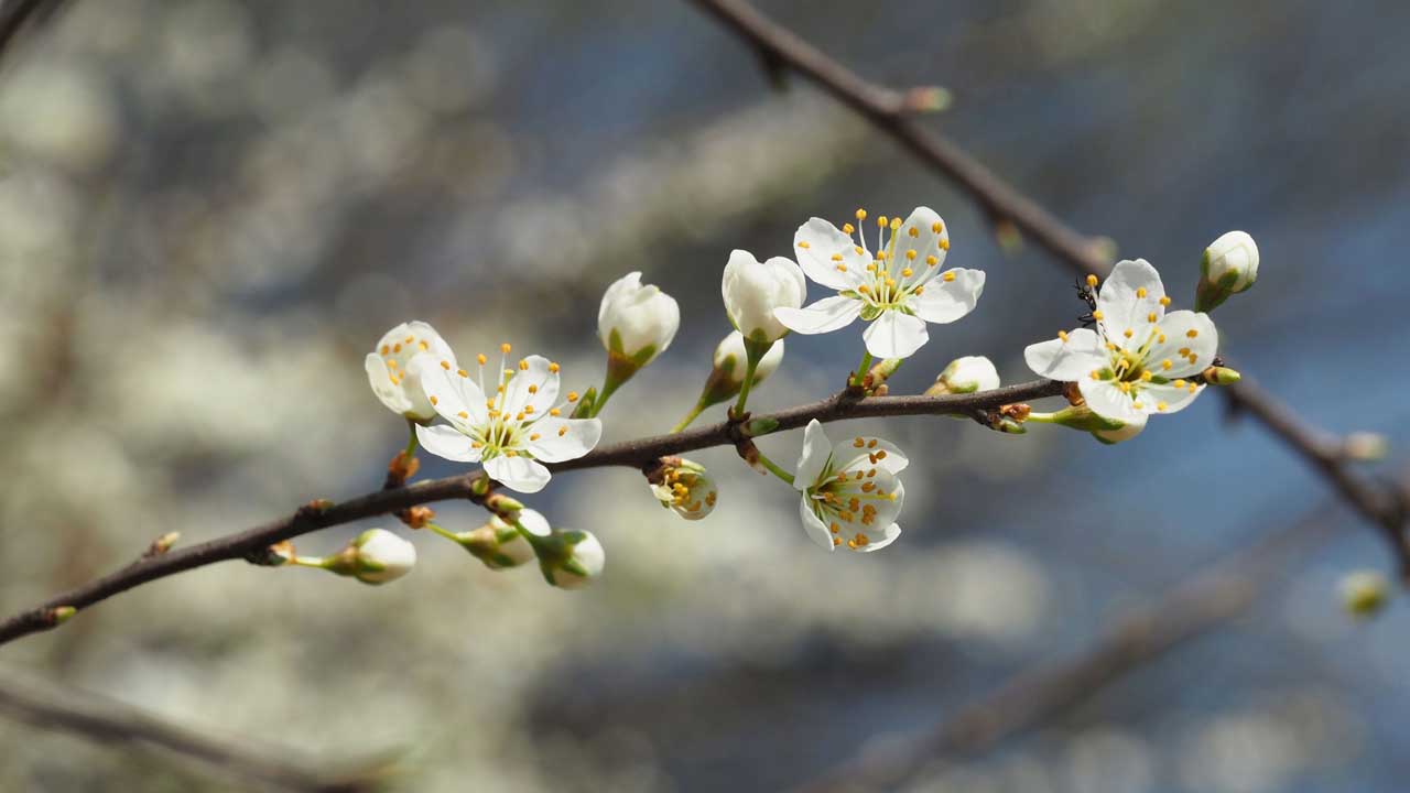 Schlehenzweig in Blüte