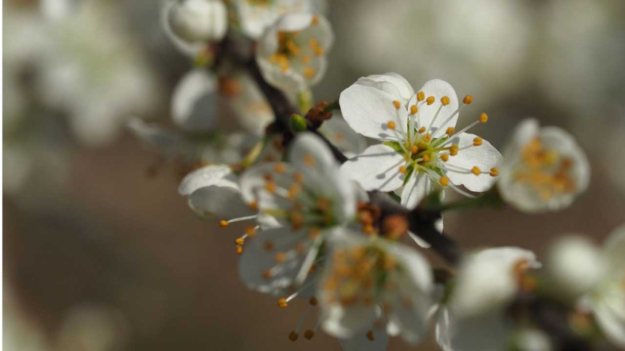Blütendolde im Frühling