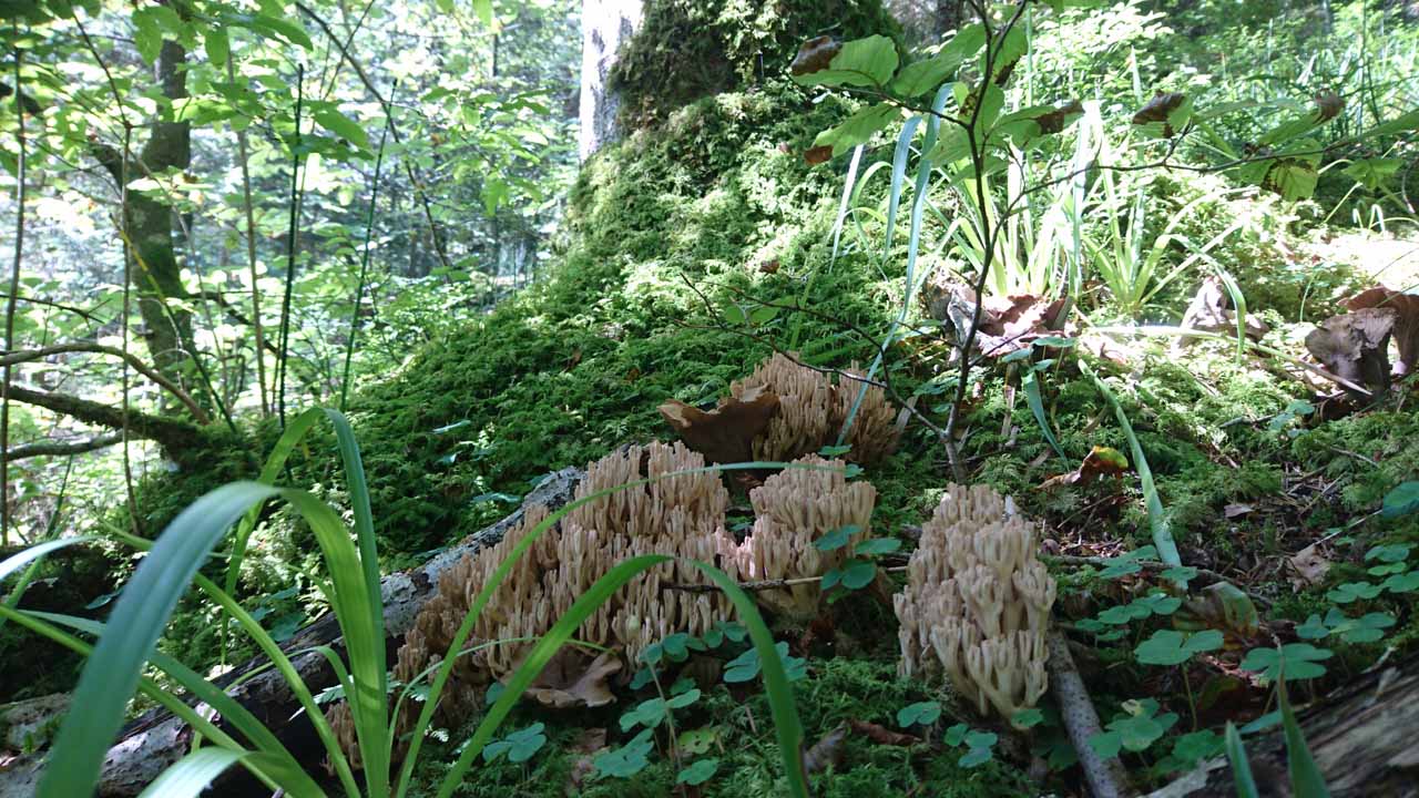 Korallenpilz auf dem Waldboden