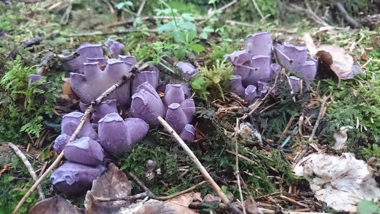Violette Wiesenkeule im Moos