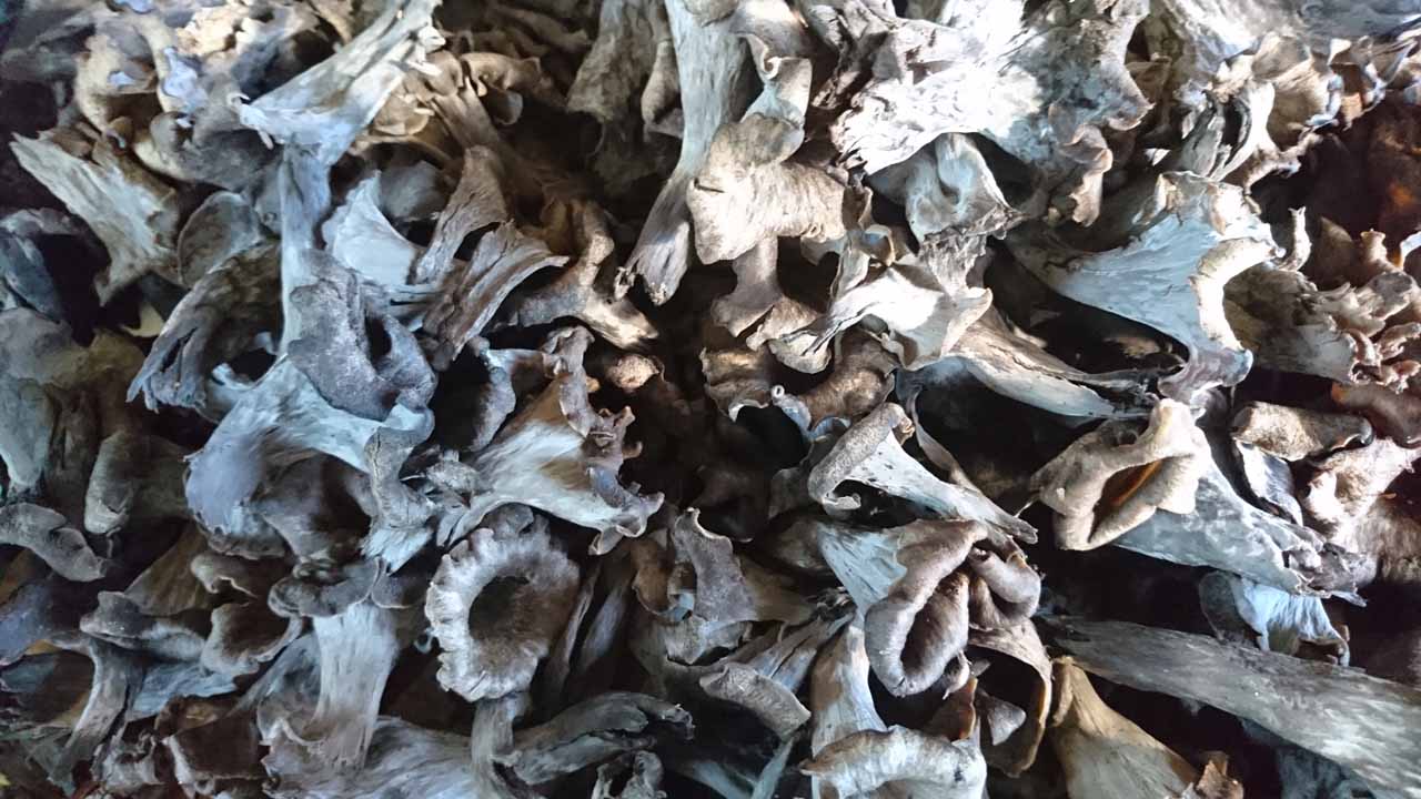 Getrocknete Totentrompeten