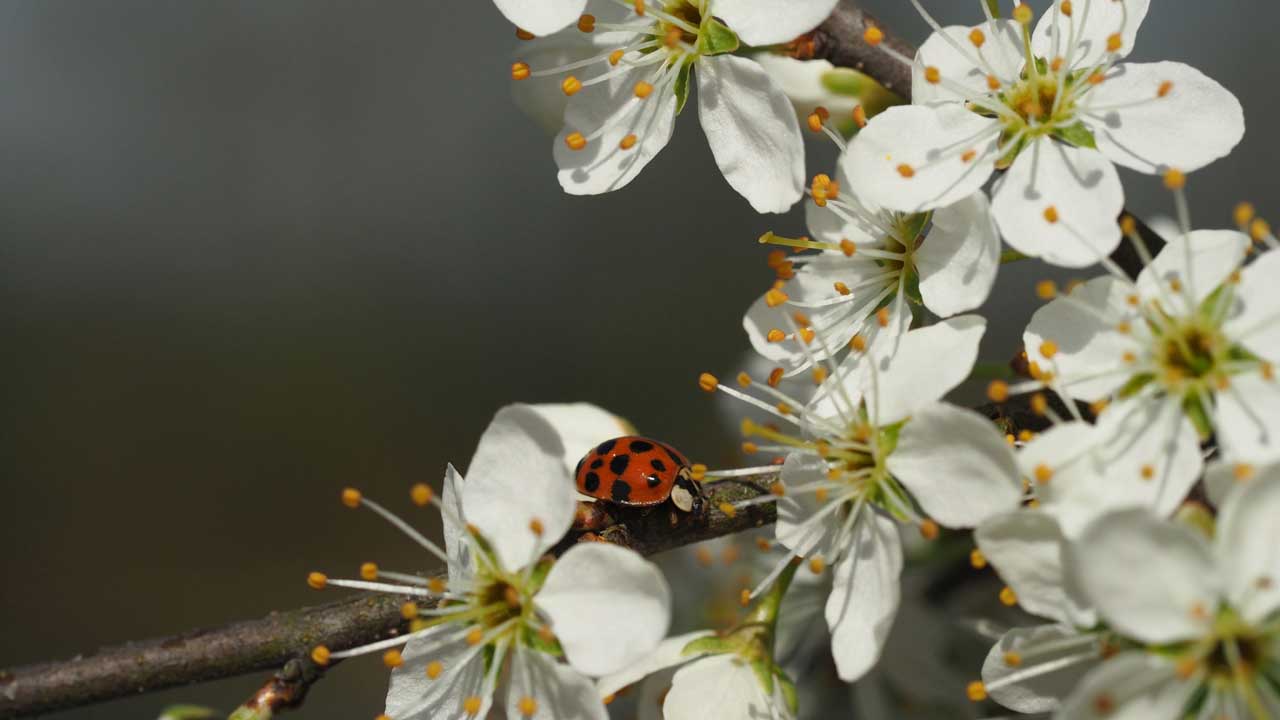 Marienkäfer auf Schlehenblüte