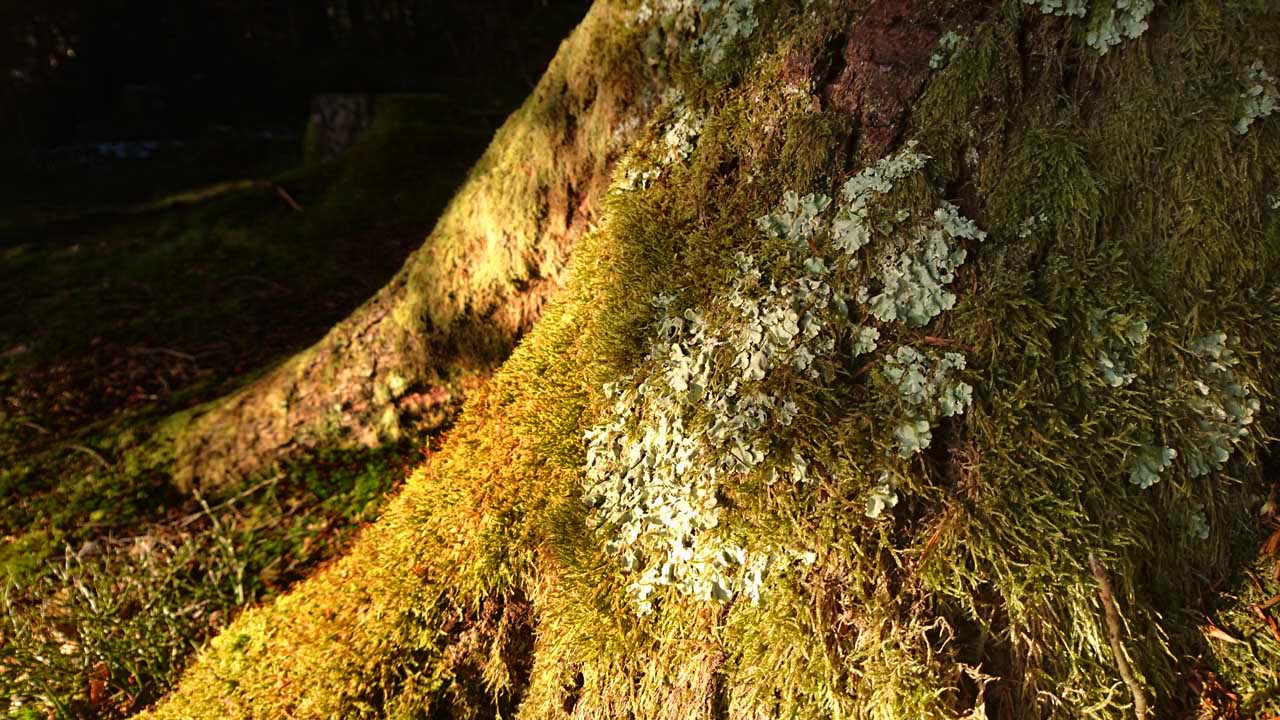 Moos und Flechte am Stammfuss